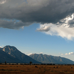 Bison and Teton Range (1586)