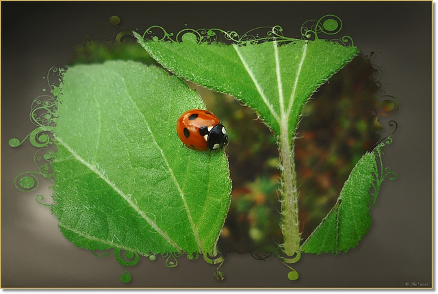 ladybug