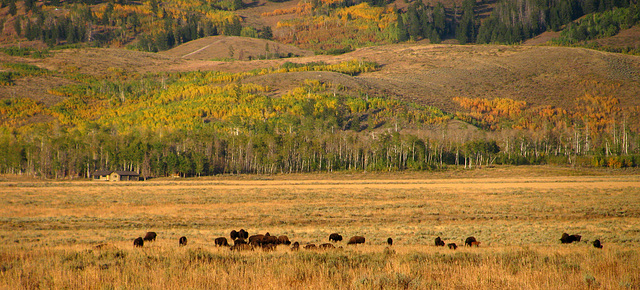 Bison Near Mormon Row (1591)