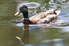 Young mallard