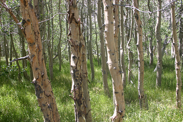 Aspen, Convict Lake