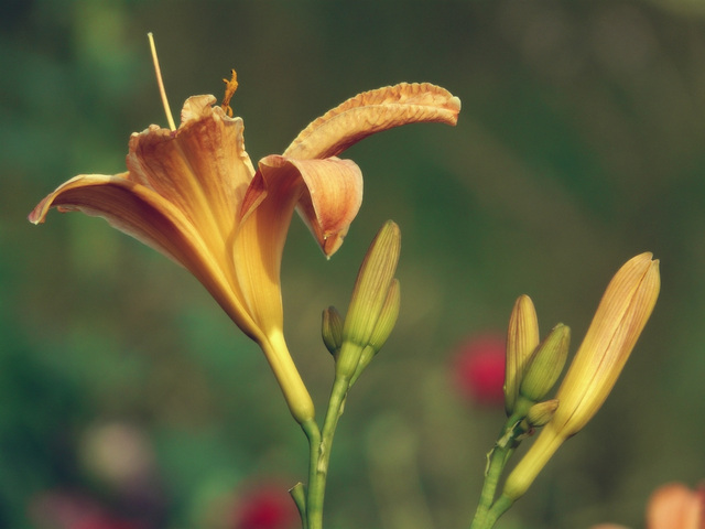 Les fleurs vivent en paix