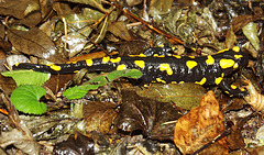 Feuersalamander