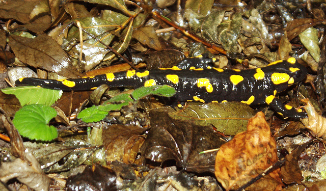 Feuersalamander