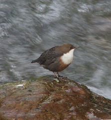 eine Wasseramsel