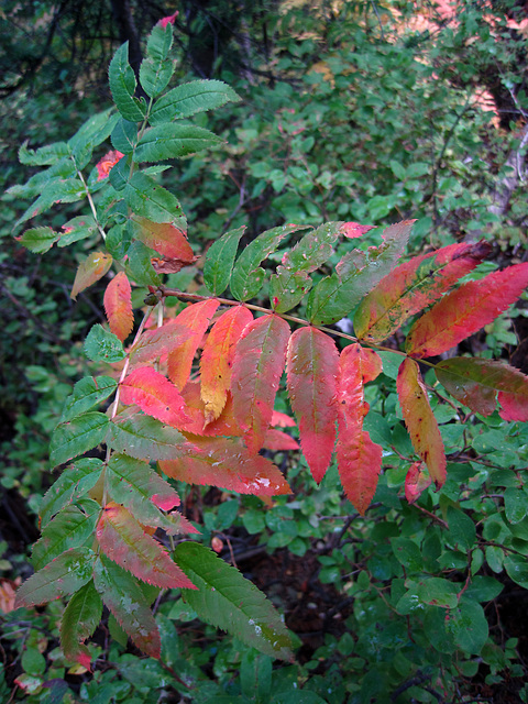 Foliage On Trail to Hidden Falls (0584)