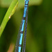 Damselfly