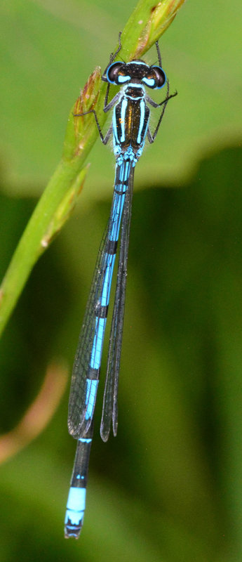 Damselfly