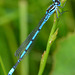 Damselfly