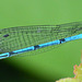 Damselfly