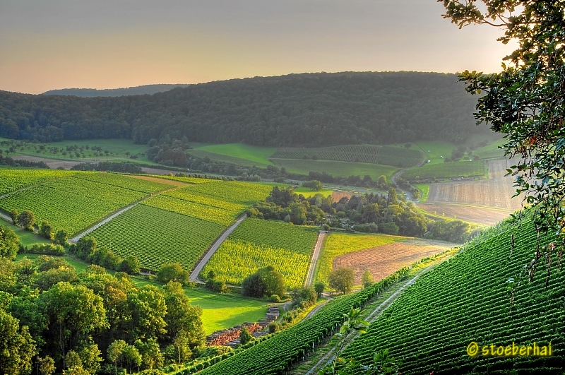 Casteller Weinberge