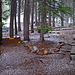 Glen Aulin Camp with sleet (0160)