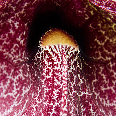 Pfeifenwinde (Aristolochia grandiflora)