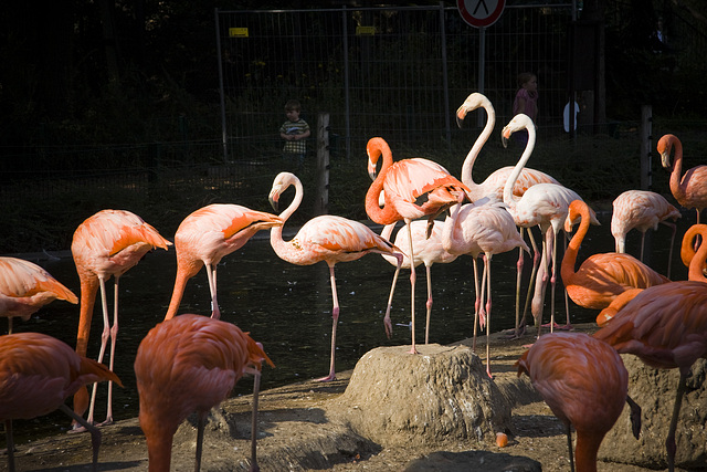 Flamingos