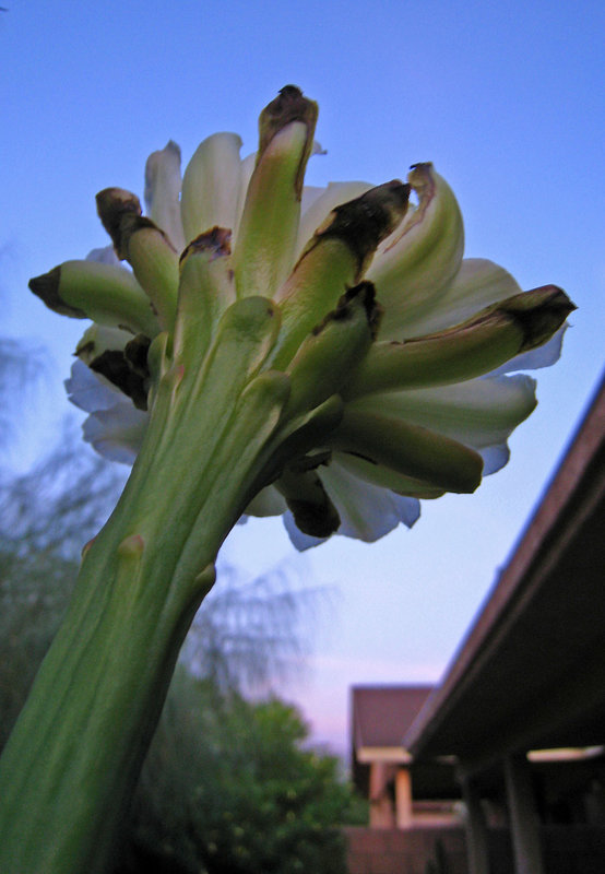 Cereus Bloom (3522)