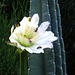 Cereus Bloom with Bees (3523)