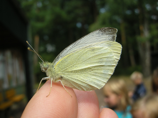 Schmetterling