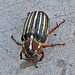 Beetle (3529)