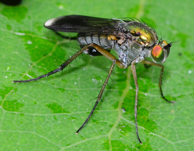 Fly.Poecilobothrus nobilitatus