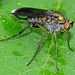 Fly.Poecilobothrus nobilitatus