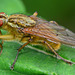 Yellow Dung Fly,Scathophaga stercoraria