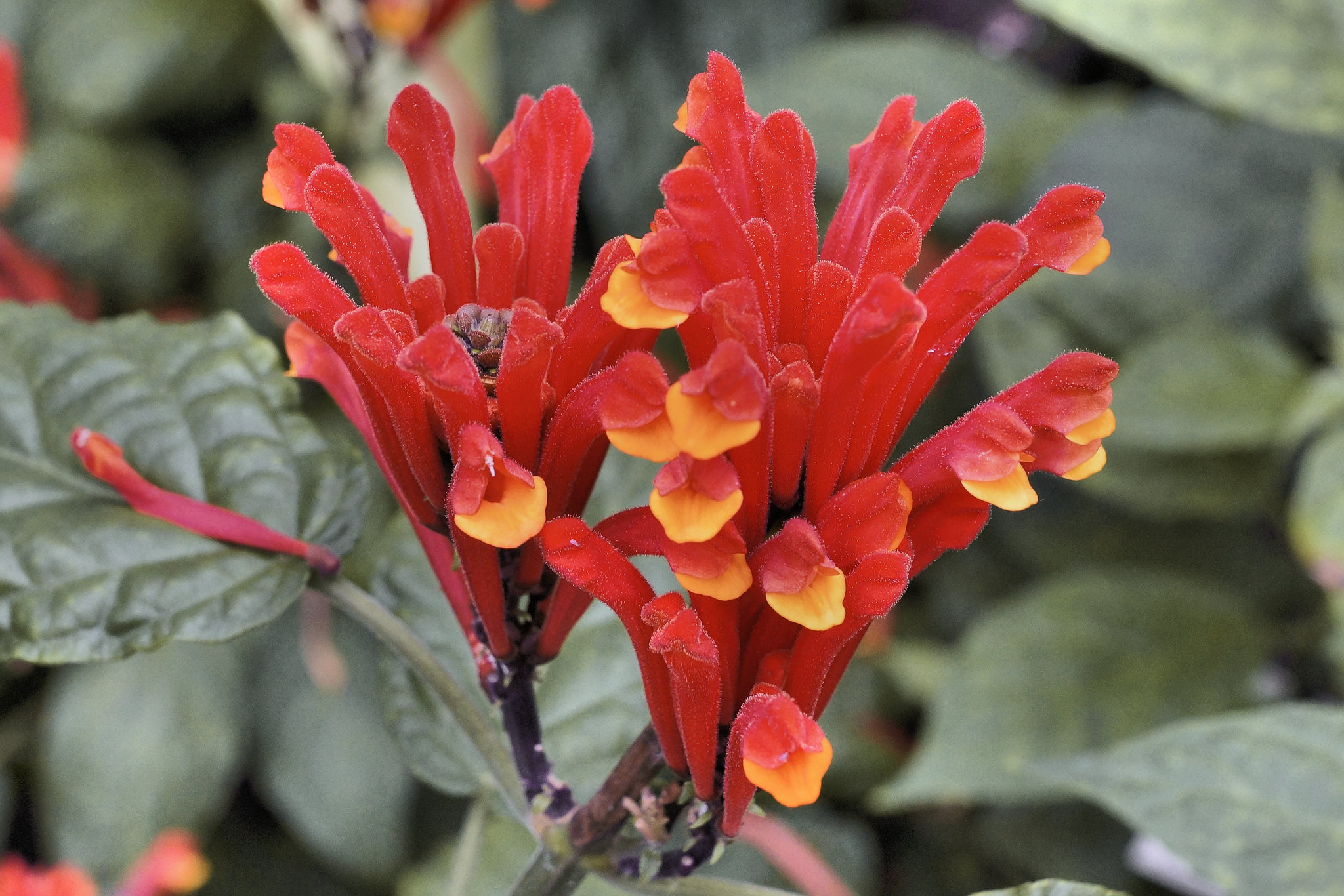 Tongues of Fire – Botanical Garden, Montréal, Québec