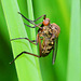 Fly. Empis livida