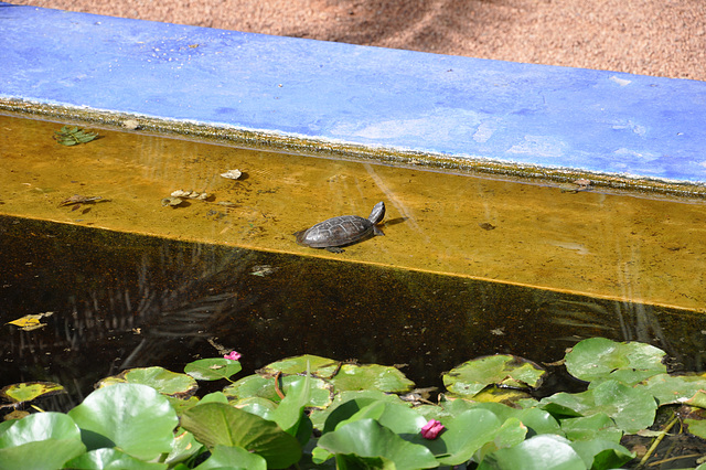 MARRAKECH JARDIN DE MAJORELLE