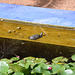 MARRAKECH JARDIN DE MAJORELLE