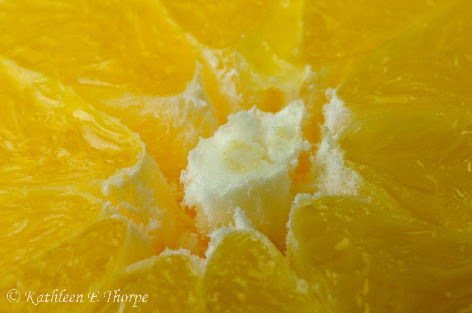 Navel Orange Macro