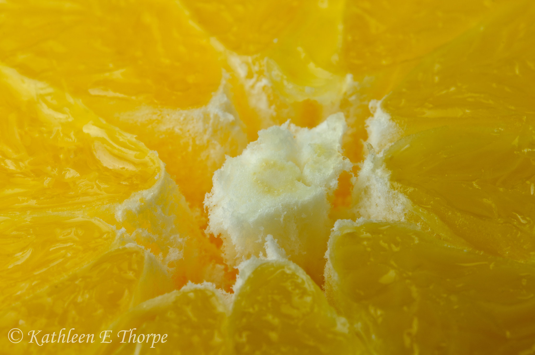 Navel Orange Macro