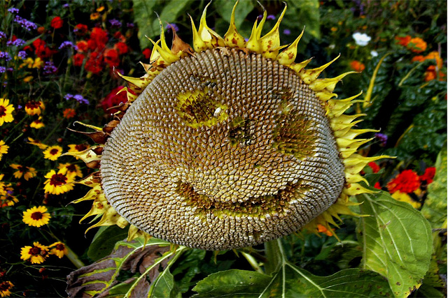 Tourne au sourire