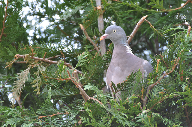 NOTRE PIGEON GARDIEN