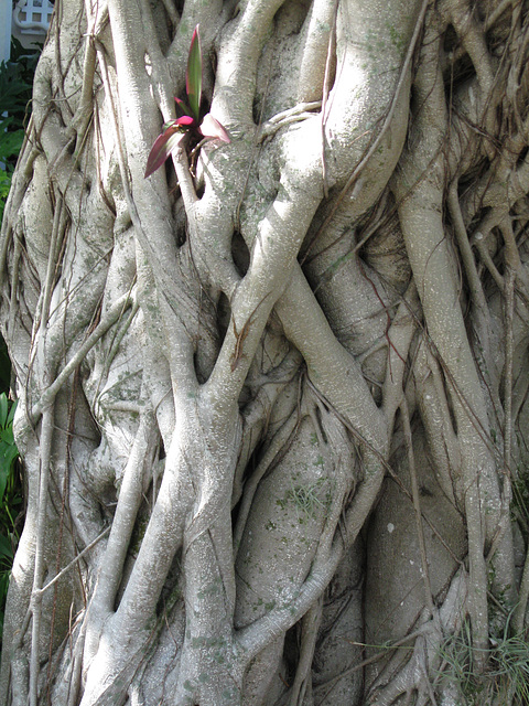 Florida tree trunk