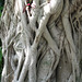 Florida tree trunk