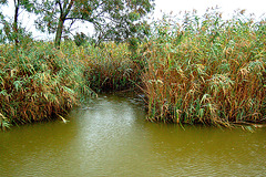 apudbrako de la kanalo- Nebenarm des Kanals