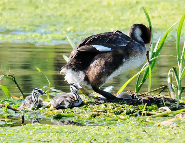 Not all hatched yet