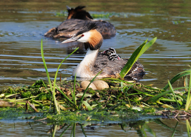 Chicks and eggs