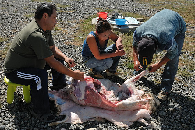 Butchering a sheep near Kherlen