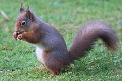 Peanuts again? You call this a varied diet?