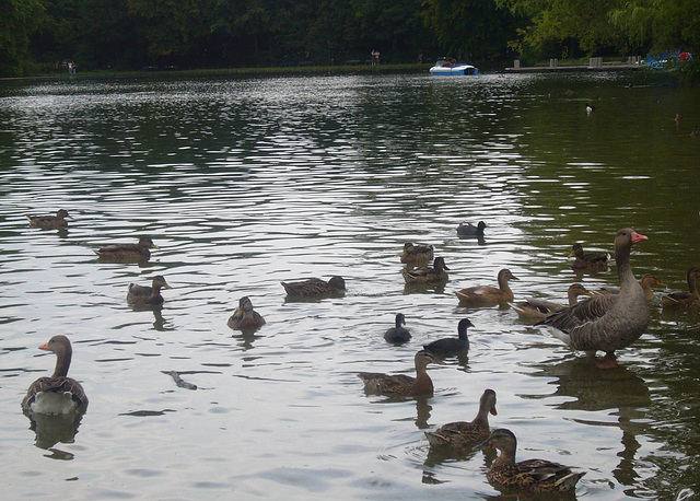 München - Englischer Garten - Kleinhesseloher See