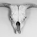 Cow Skull