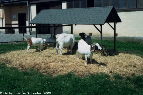 Goats at Vyletni Areal Pencin, Jablonec nad Nisou, Liberecky Kraj, Bohemia (CZ), 2009