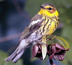 Paruline tigrée, oiseau chanteur