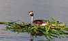 Great Crested Grebe on nest