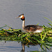 Great Crested Grebe on nest