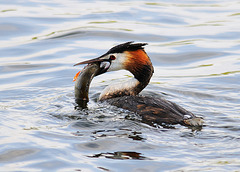 Grebe with fish