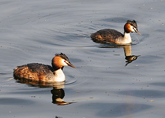 Pair of Great Crested Grebes