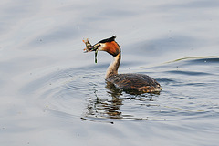 Grebe with lunch