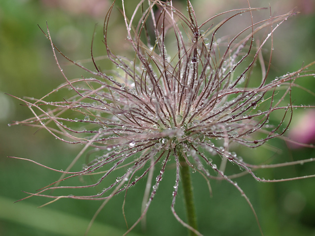 Bad Hair Day